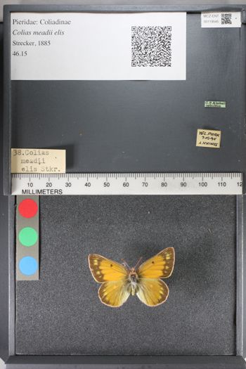 Media type: image;   Entomology 119545